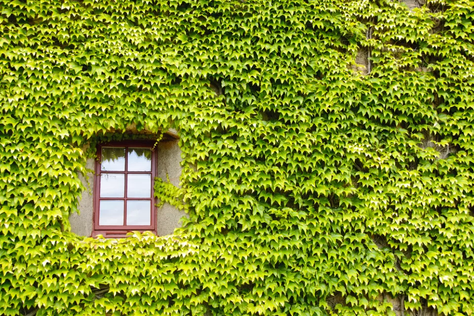Ivy Covered Green Building